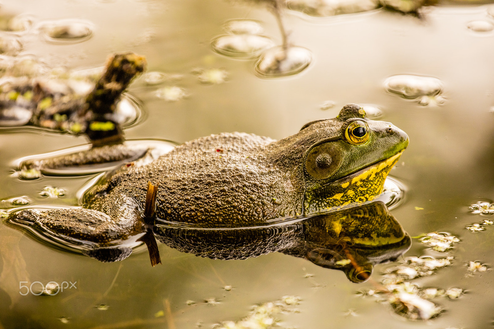 Canon EOS 5DS R + Canon EF 100-400mm F4.5-5.6L IS II USM sample photo. Bull frog photography