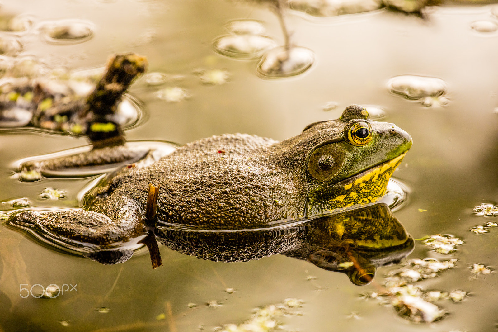 Canon EOS 5DS R sample photo. Bull frog photography