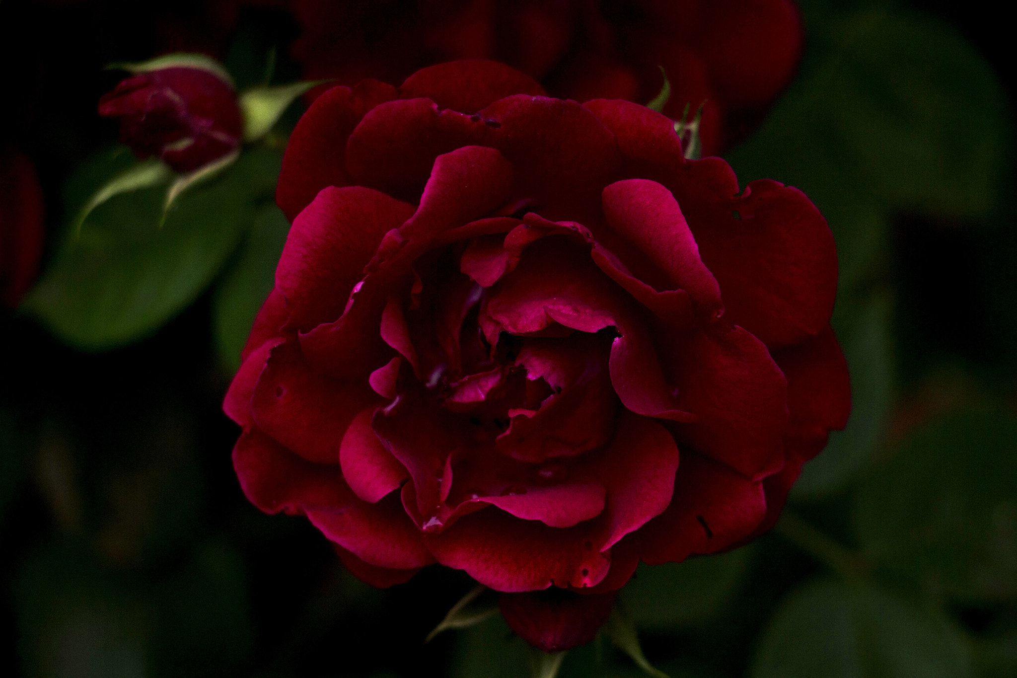 Canon EOS M + Canon EF-S 18-135mm F3.5-5.6 IS STM sample photo. Dark rose photography