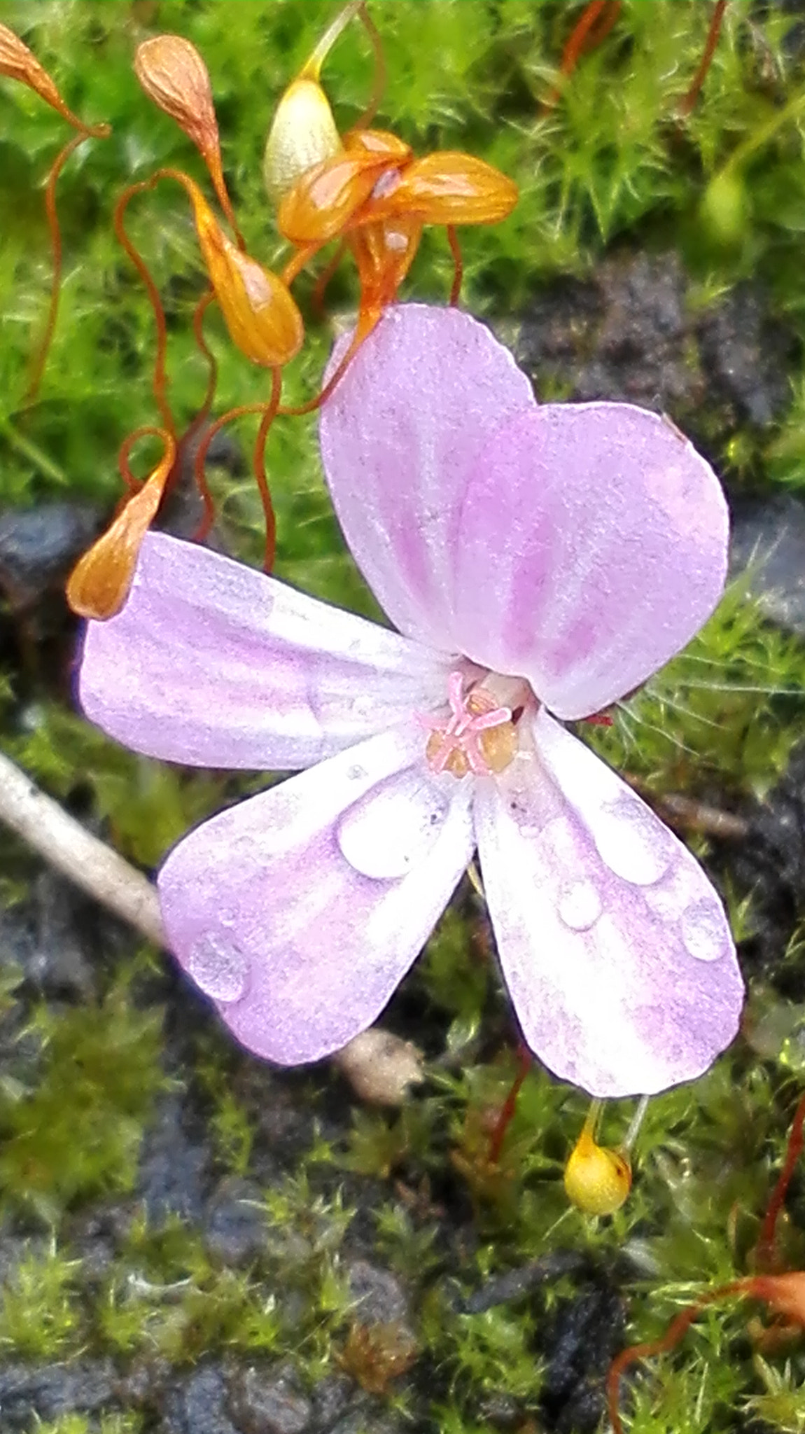 HUAWEI Mate 8 Lite sample photo. Untitled photography