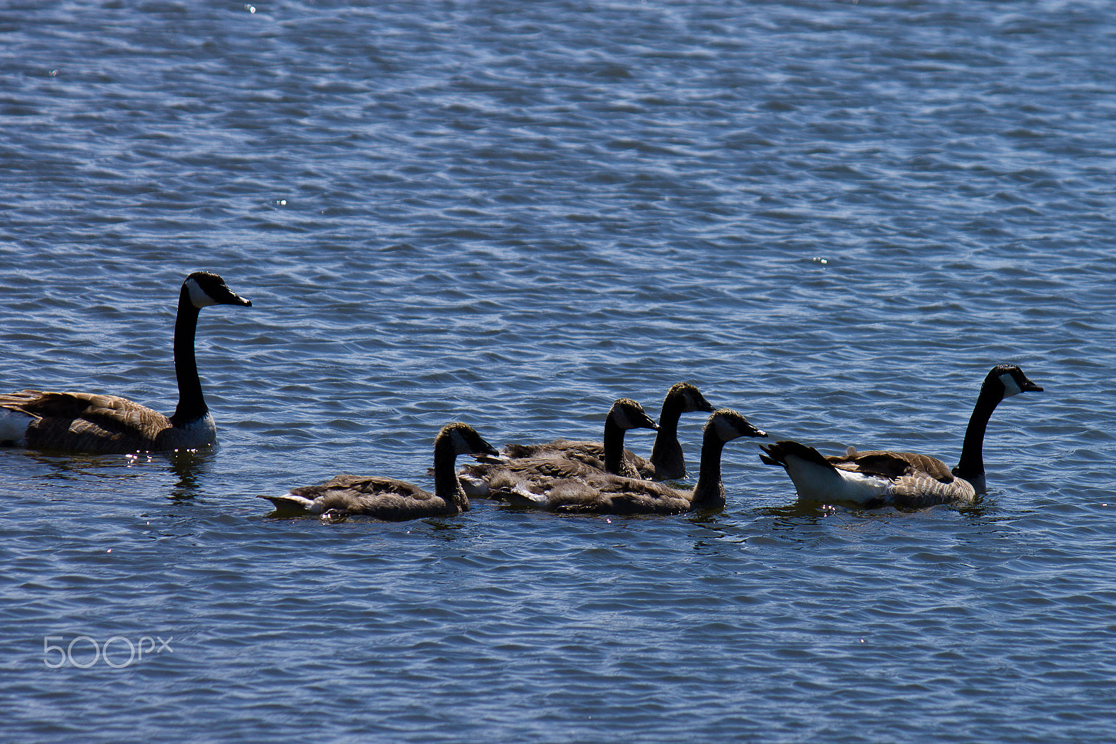 Canon EF-S 55-250mm F4-5.6 IS sample photo. Family photography
