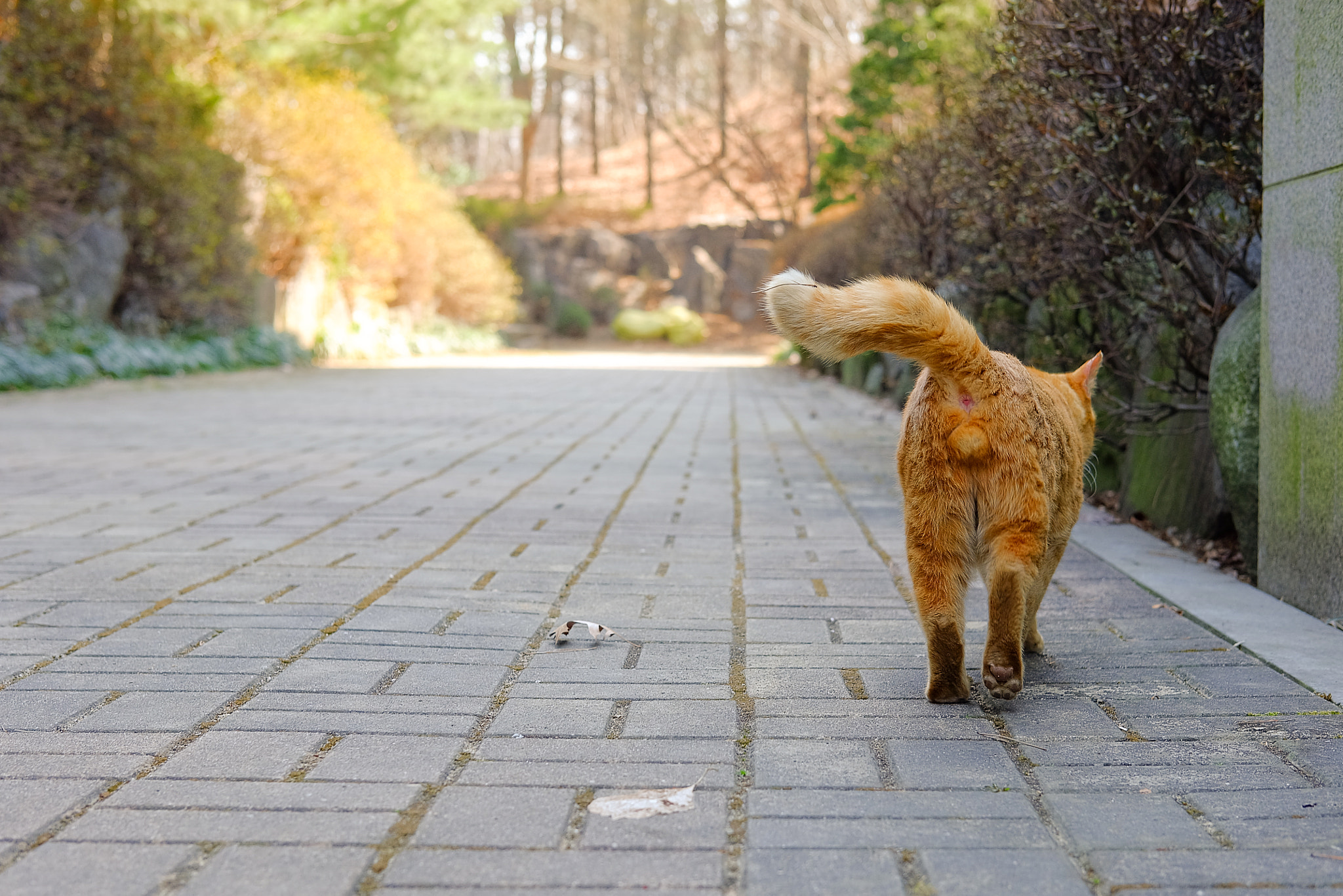 Fujifilm X-A2 + Fujifilm XF 35mm F2 R WR sample photo. Lonely and sad... photography