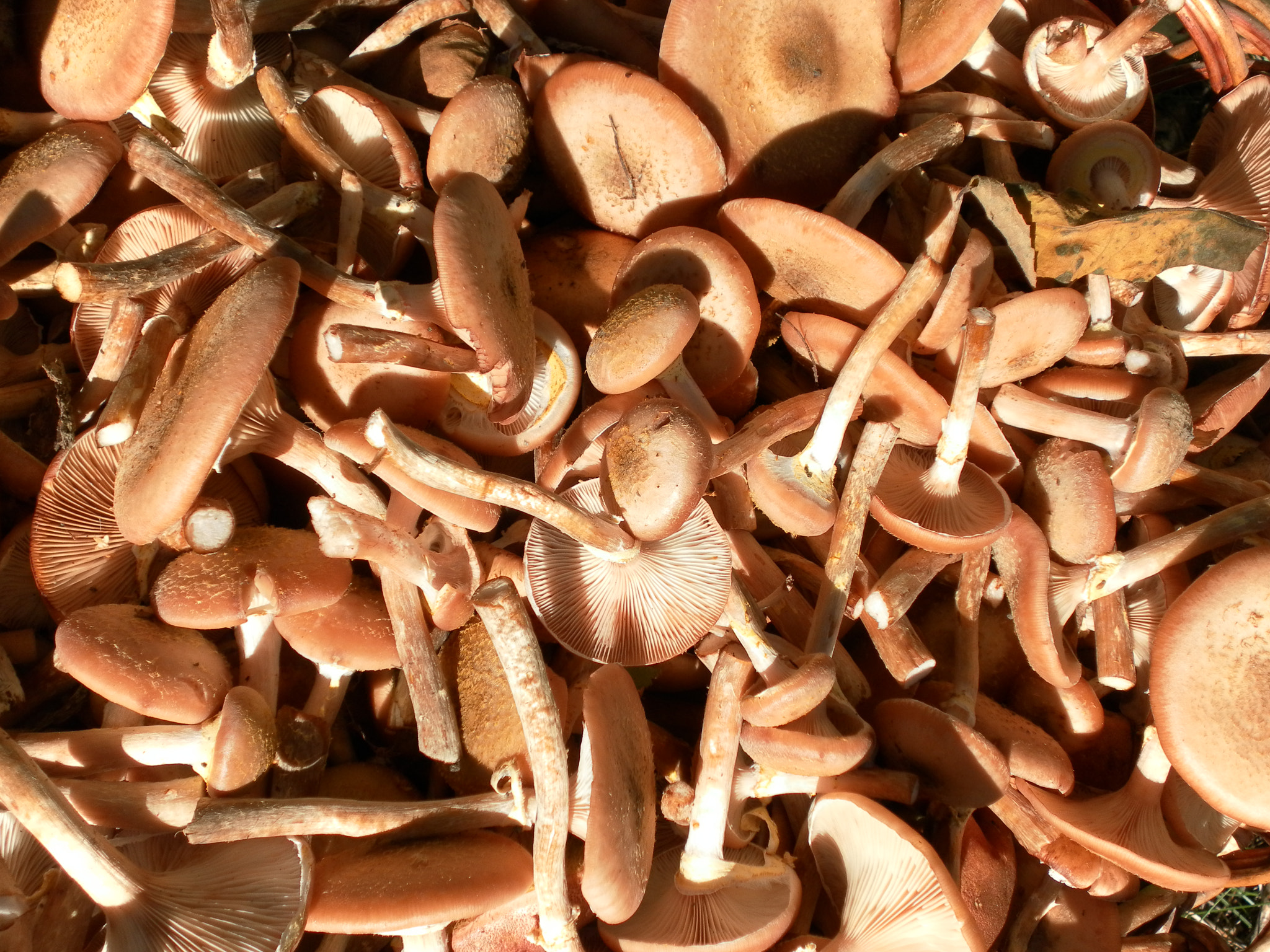 Samsung ST60 / VLUU ST60 /  TL105 /  ST61 sample photo. Pour mushrooms photography