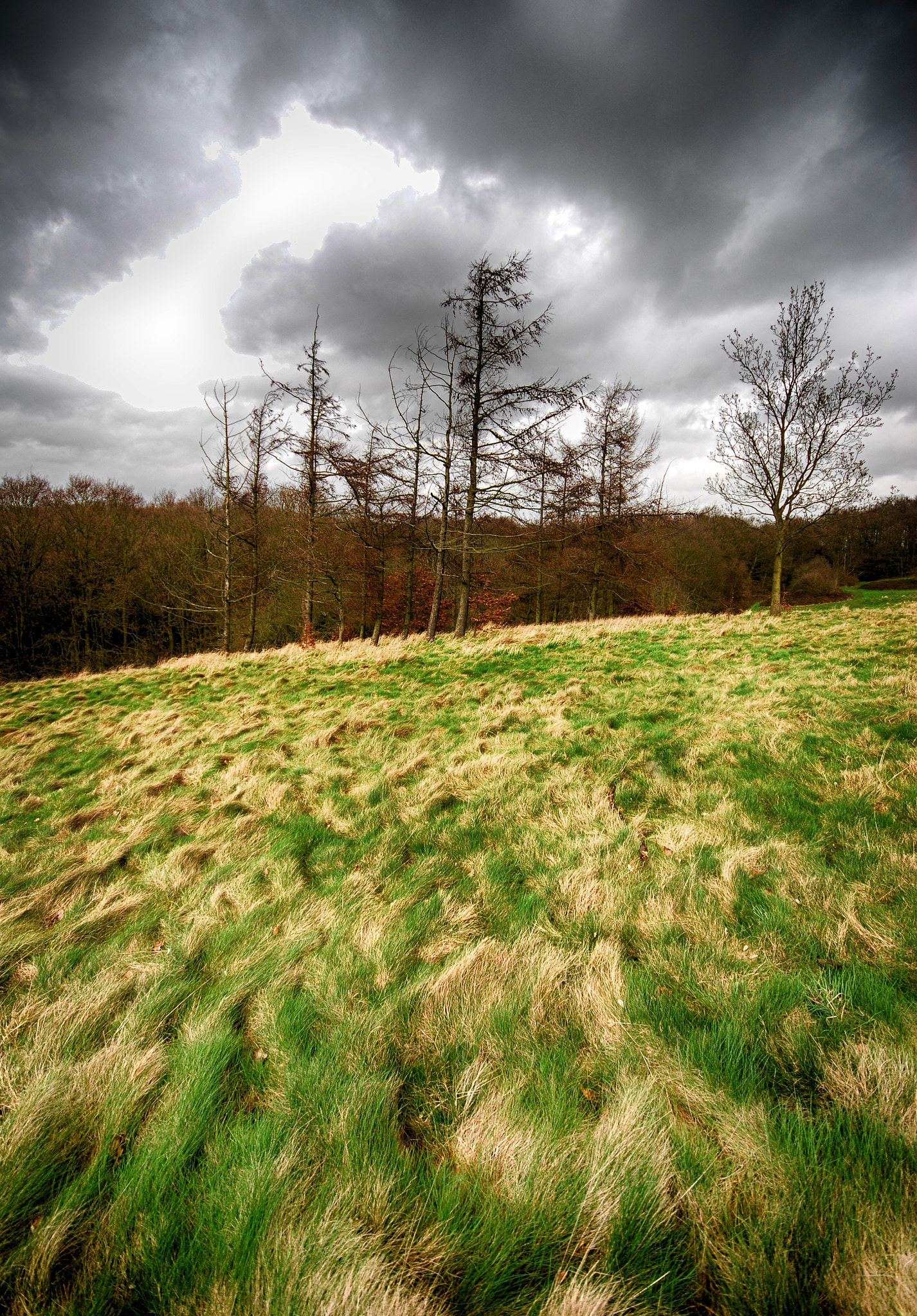 Sigma 10-20mm F4-5.6 EX DC HSM sample photo. Tree line photography
