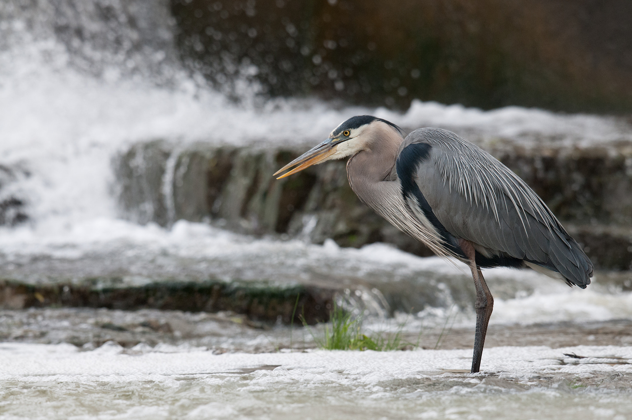 Nikon AF-S Nikkor 800mm F5.6E FL ED VR sample photo. Grand heron, ardea herodias, great blue heron photography
