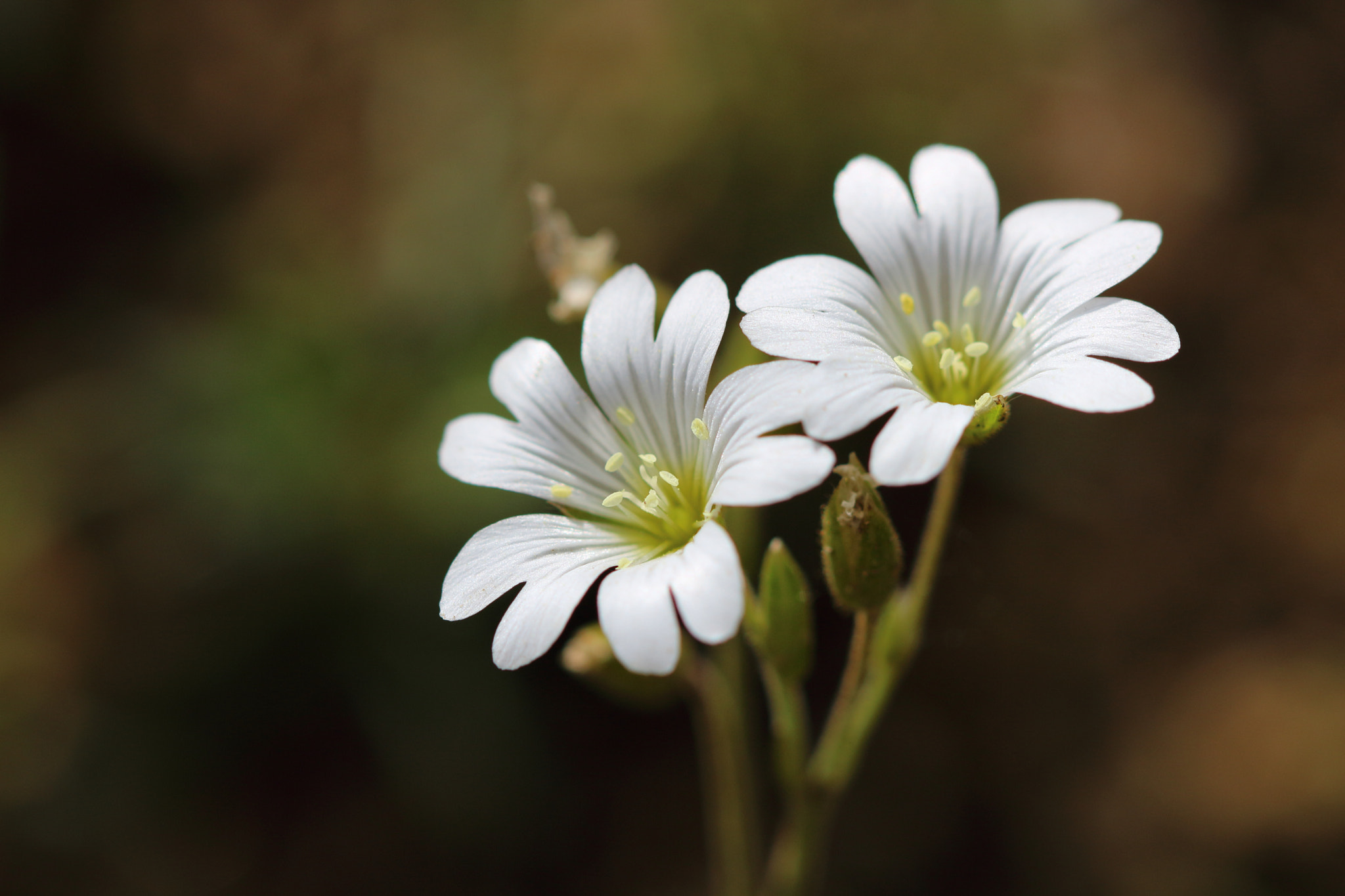 Canon EF 100mm F2.8 Macro USM sample photo. Together photography