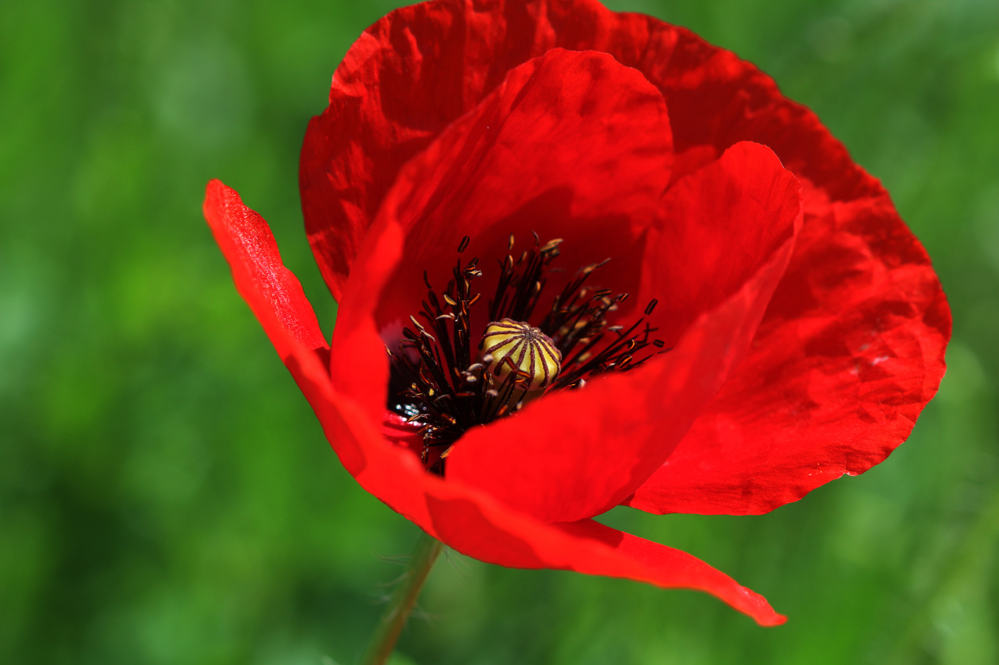 Canon EF 100mm F2.8 Macro USM sample photo. Poppy photography