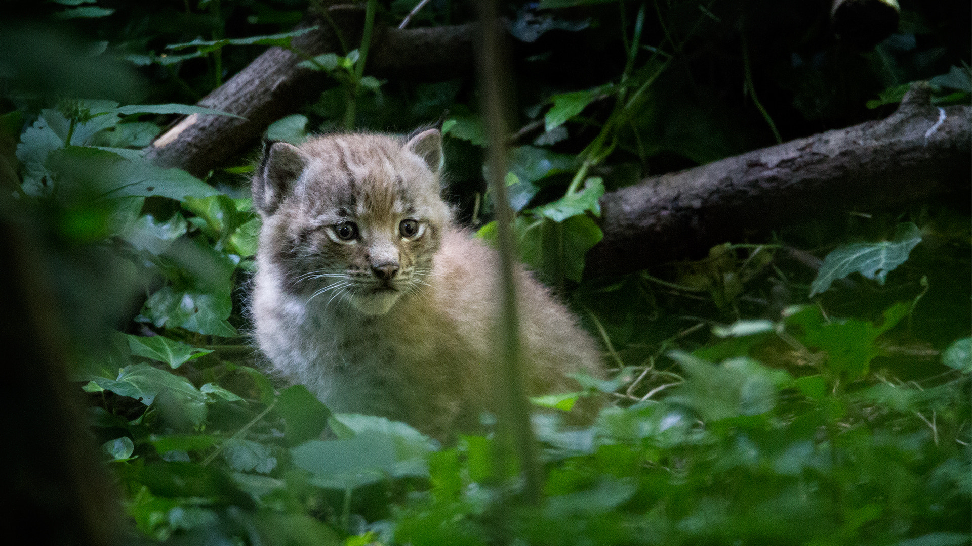 150-600mm F5-6.3 DG OS HSM | Sports 014 sample photo. Eurasian lynx (zoo vienna) photography