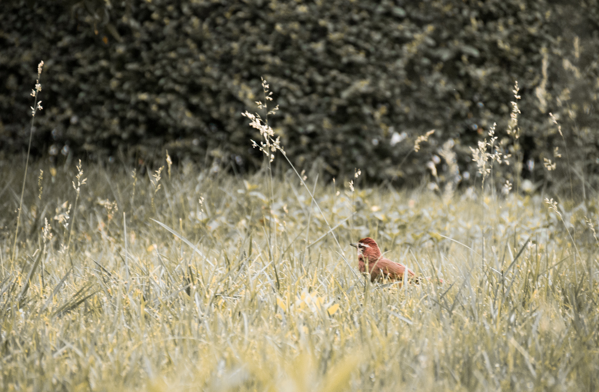 Panasonic Lumix DMC-GX1 sample photo. 凝望 photography