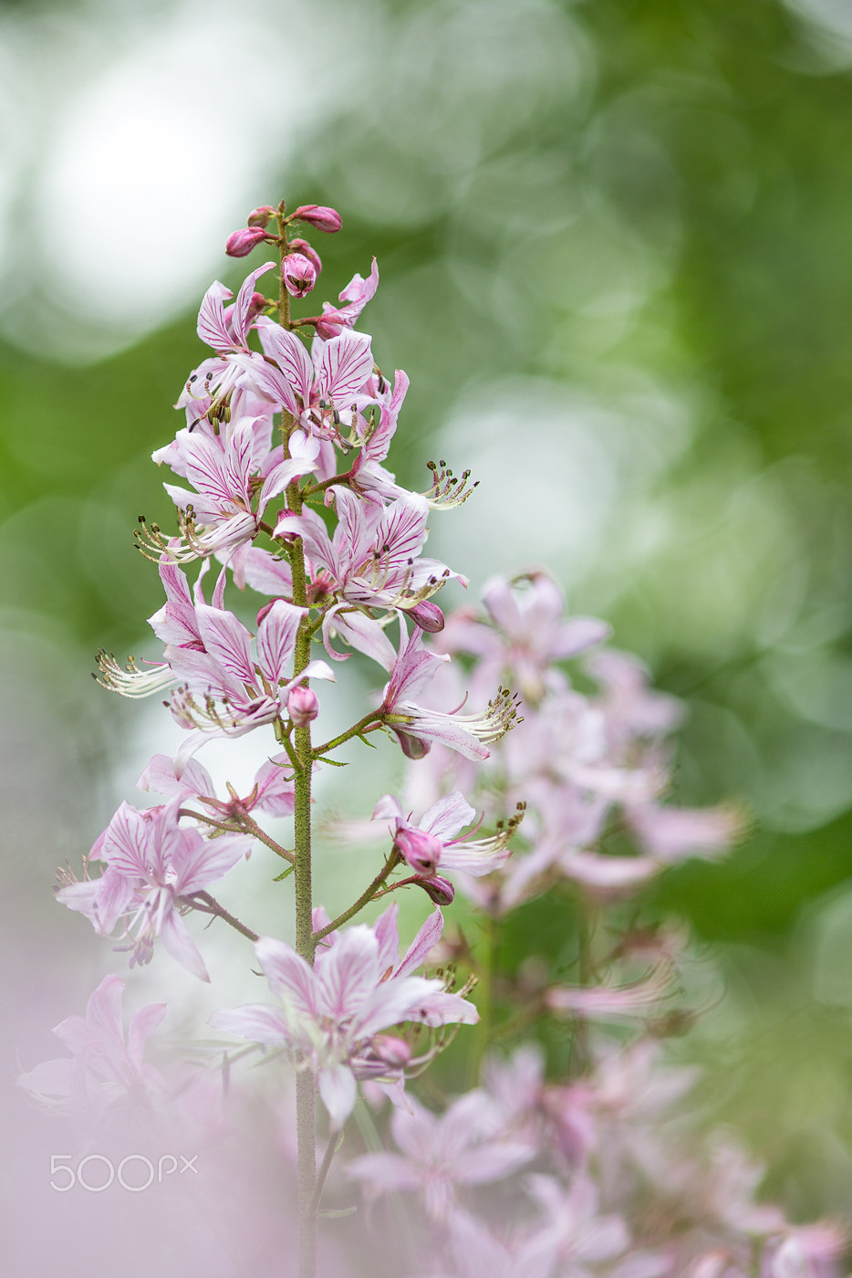 Canon EOS 60D + Canon EF 200mm F2.8L II USM sample photo. Diptam (dictamnus albus) photography