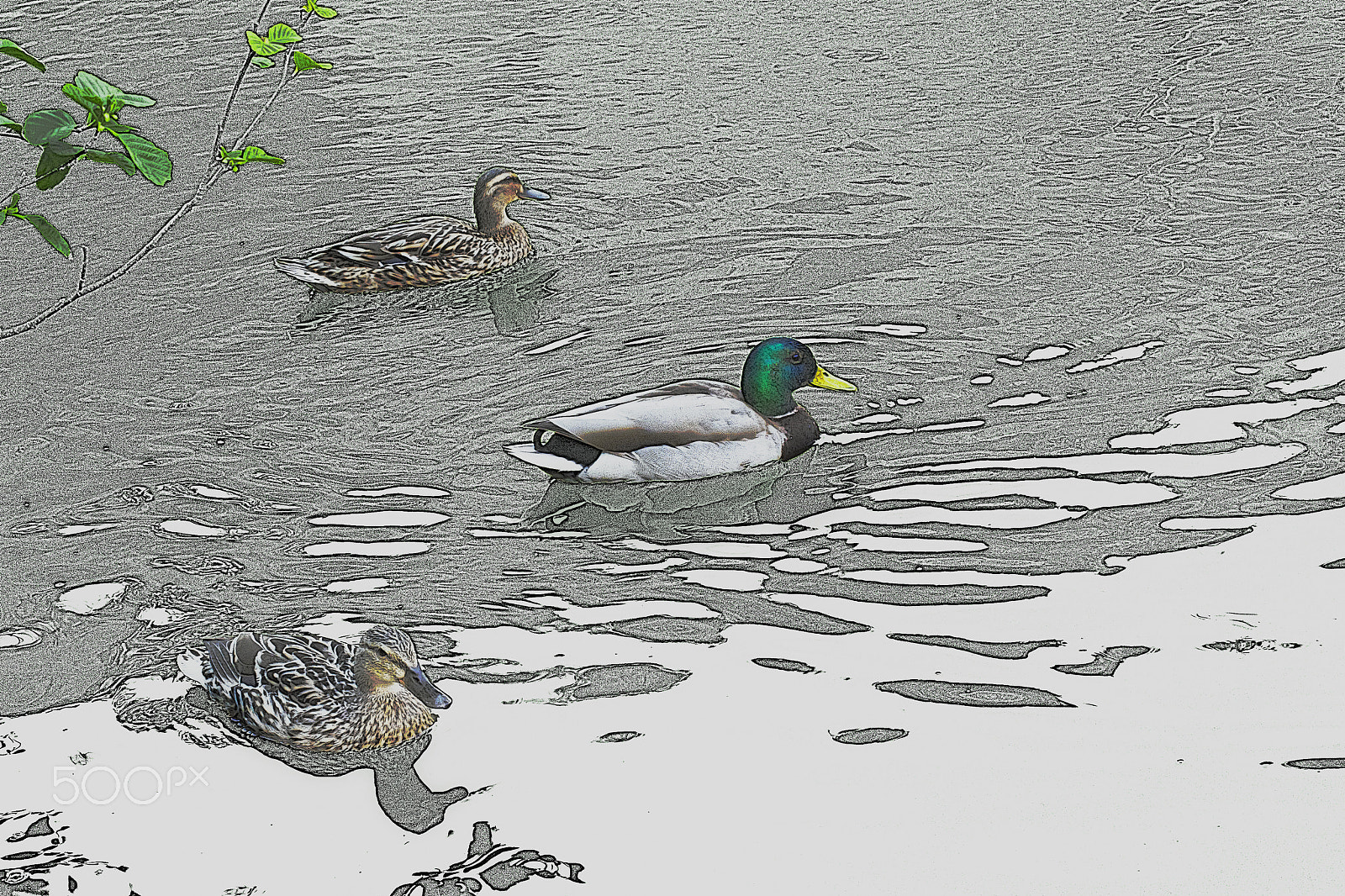 Nikon D600 sample photo. A nice paddle photography