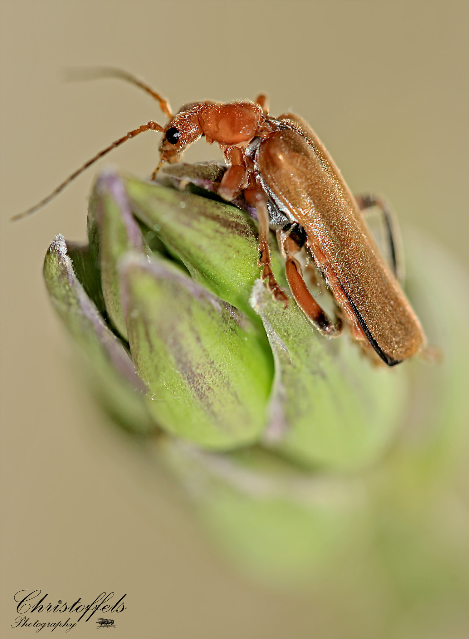 Sigma APO Macro 150mm f/2.8 EX DG HSM sample photo. Soldier beetle (cantharis livida) photography