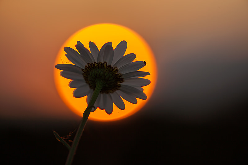 Canon EF 180mm F3.5L Macro USM sample photo. Oxeye daisy in the sunset photography