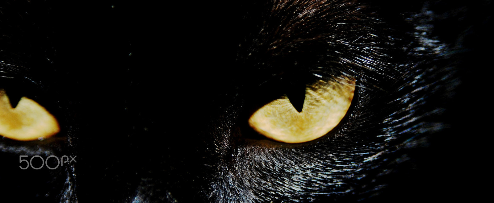 AF Zoom-Nikkor 28-105mm f/3.5-4.5D IF sample photo. Eyes of darthmaul (my cat) photography