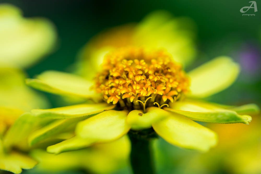 Nikon AF-S Micro-Nikkor 60mm F2.8G ED sample photo. Visions. photography