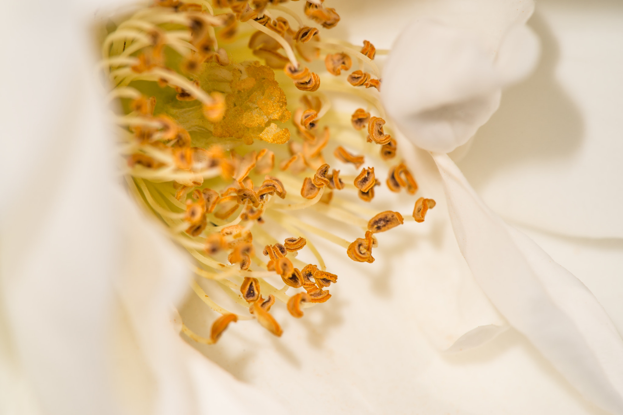 Sony a99 II + Tamron Lens (255) sample photo. White rose close up photography