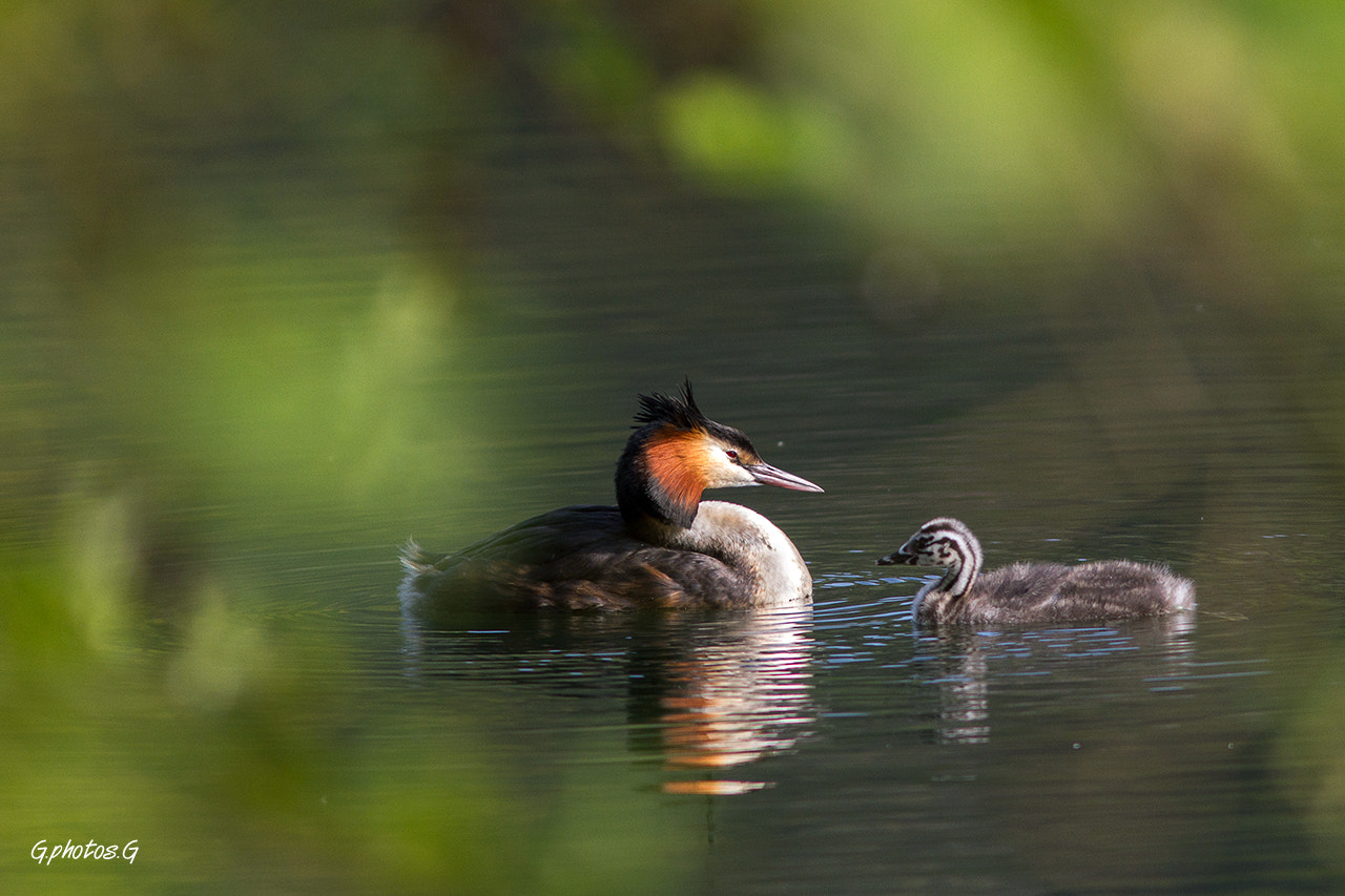 Canon EF 300mm F4L IS USM sample photo. Grèbe huppé photography