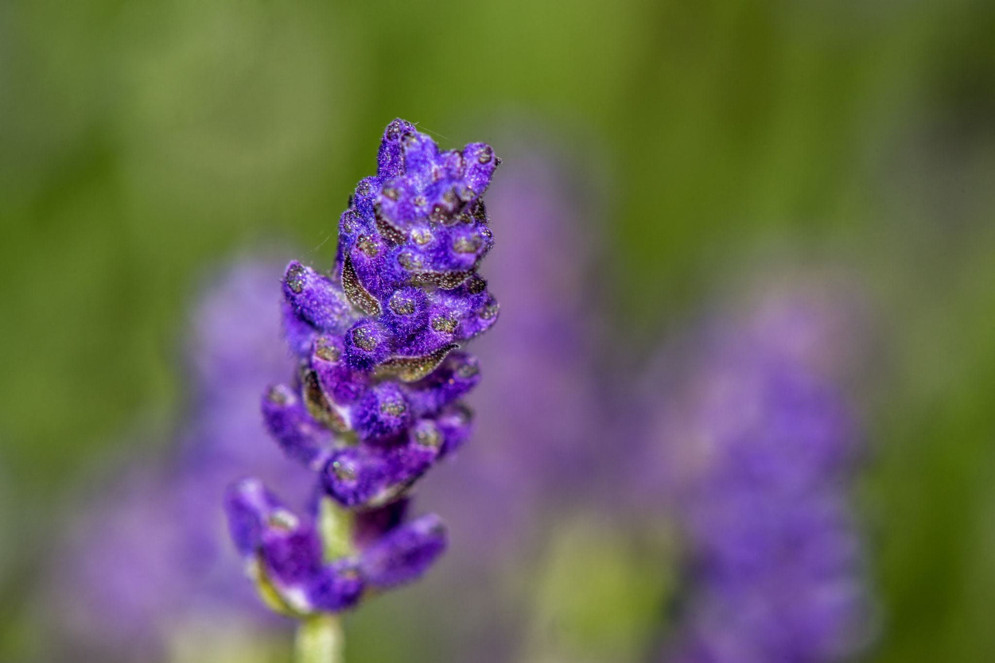 Sony a99 II + Tamron Lens (255) sample photo. Lavender flower photography