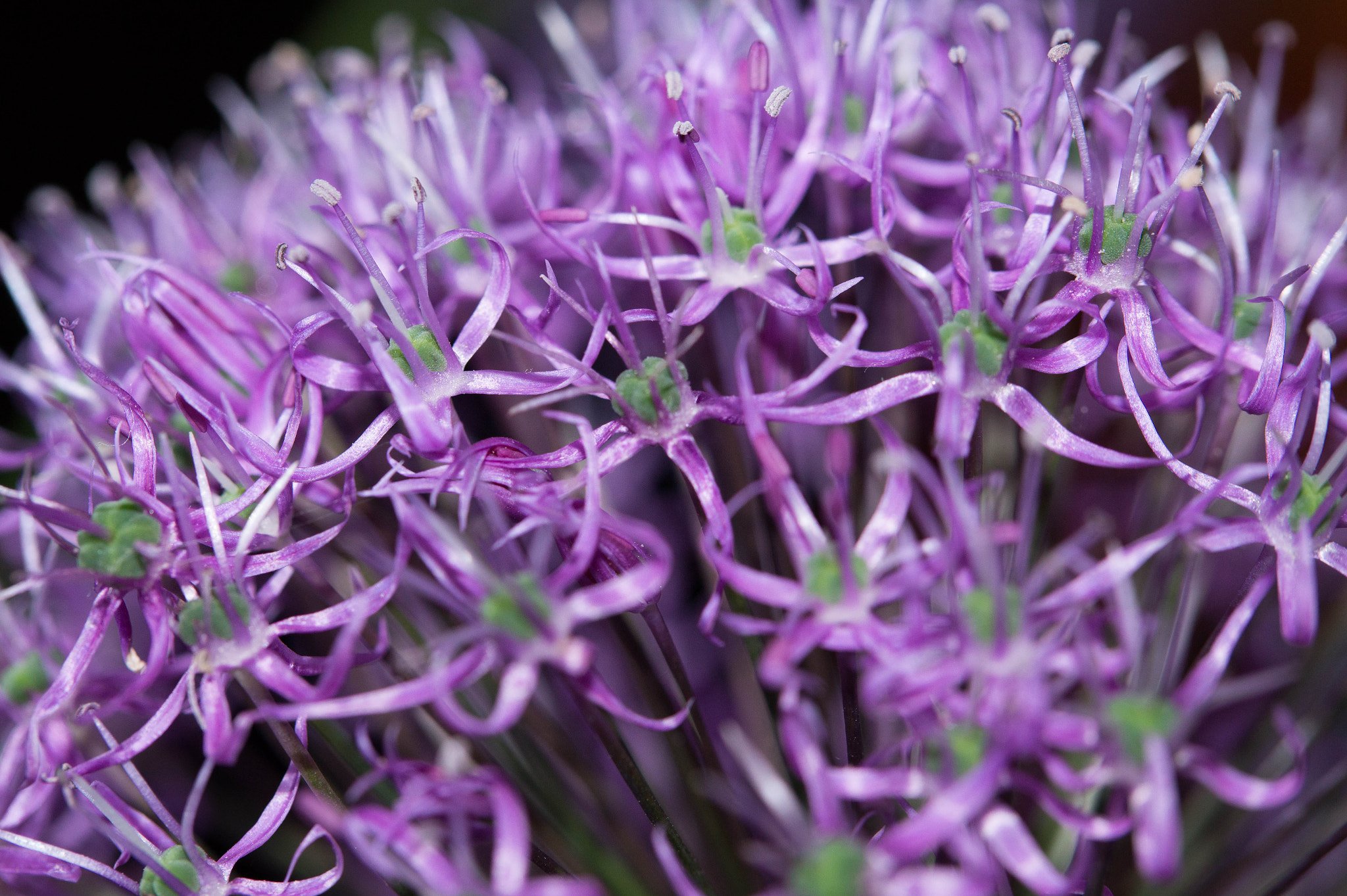 Sony SLT-A58 sample photo. Flower photography