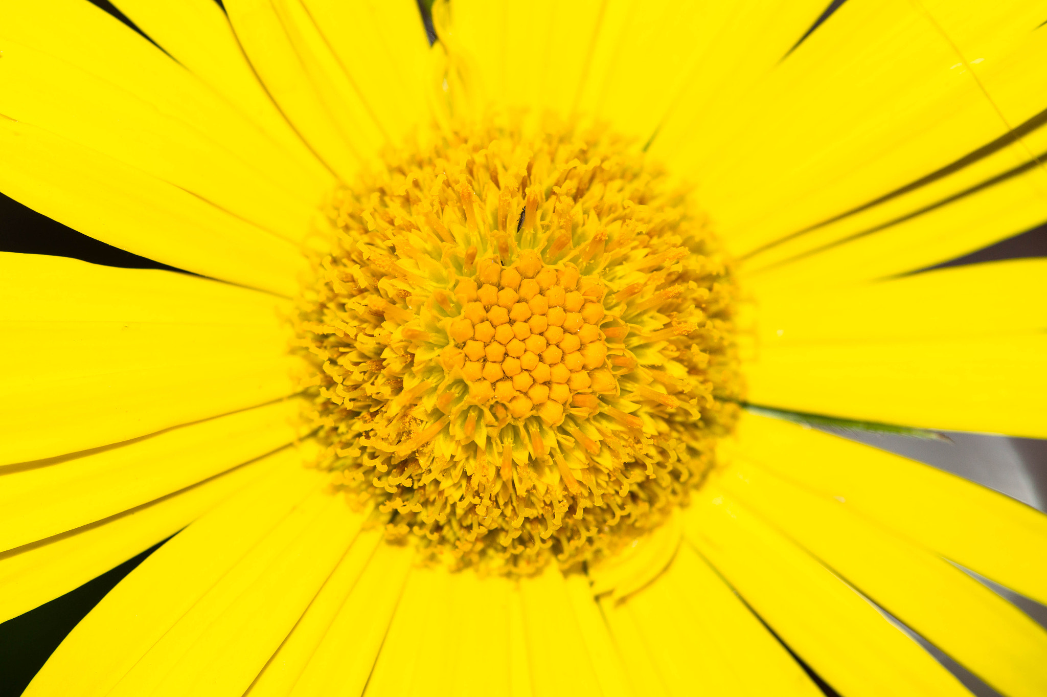 Sony SLT-A58 sample photo. Flower photography