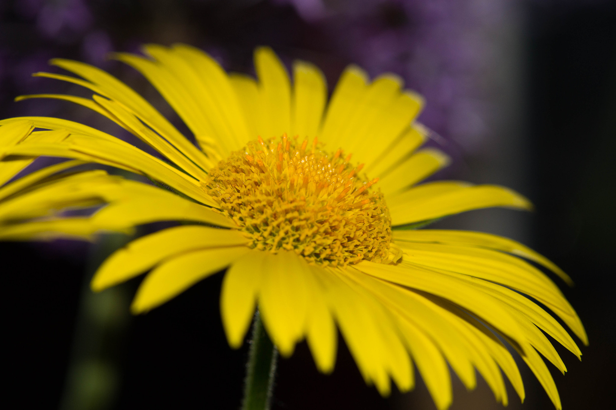 Sony SLT-A58 sample photo. Flower photography