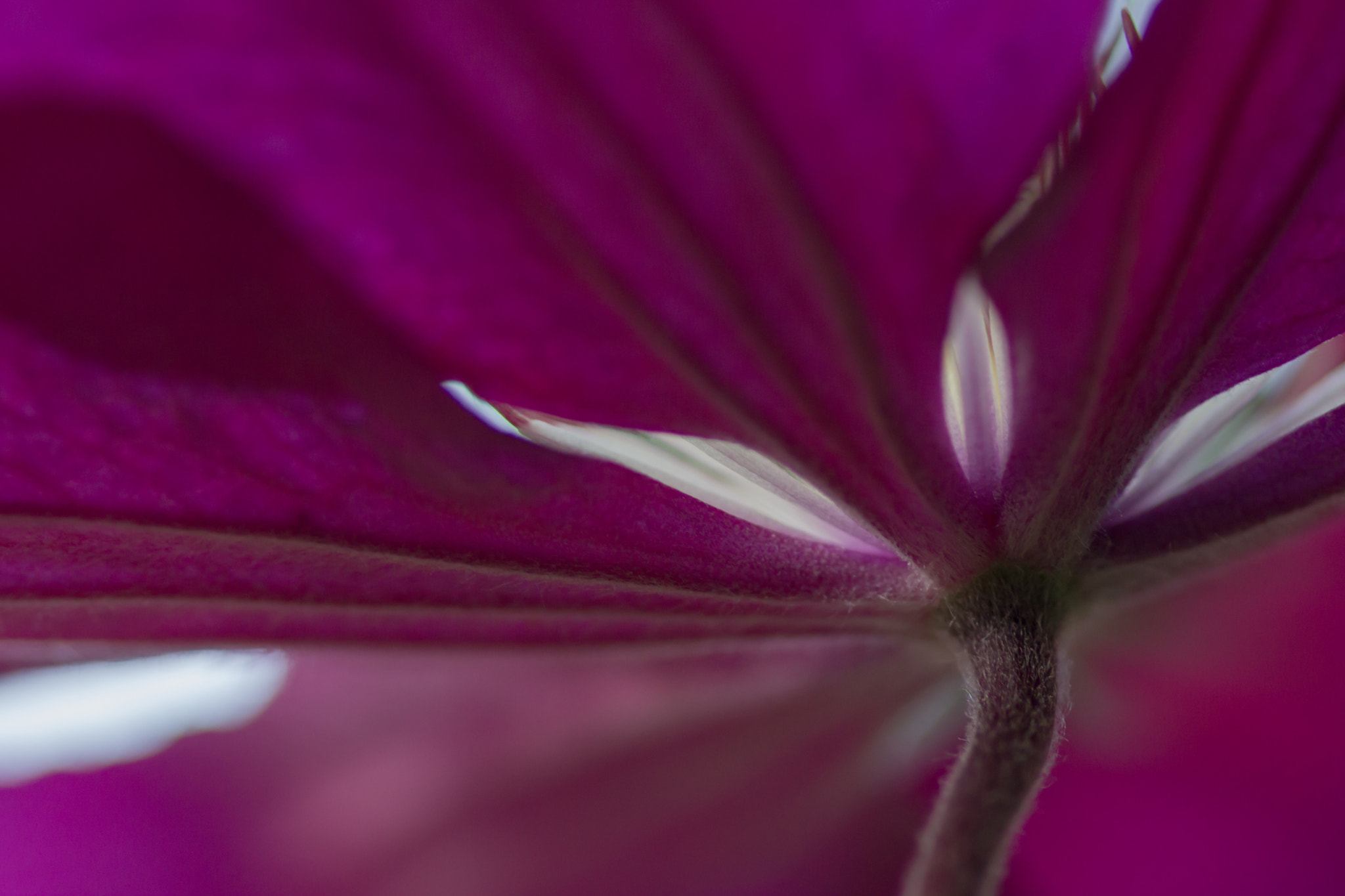 Canon EOS 60D + Sigma 105mm F2.8 EX DG Macro sample photo. Klematis photography