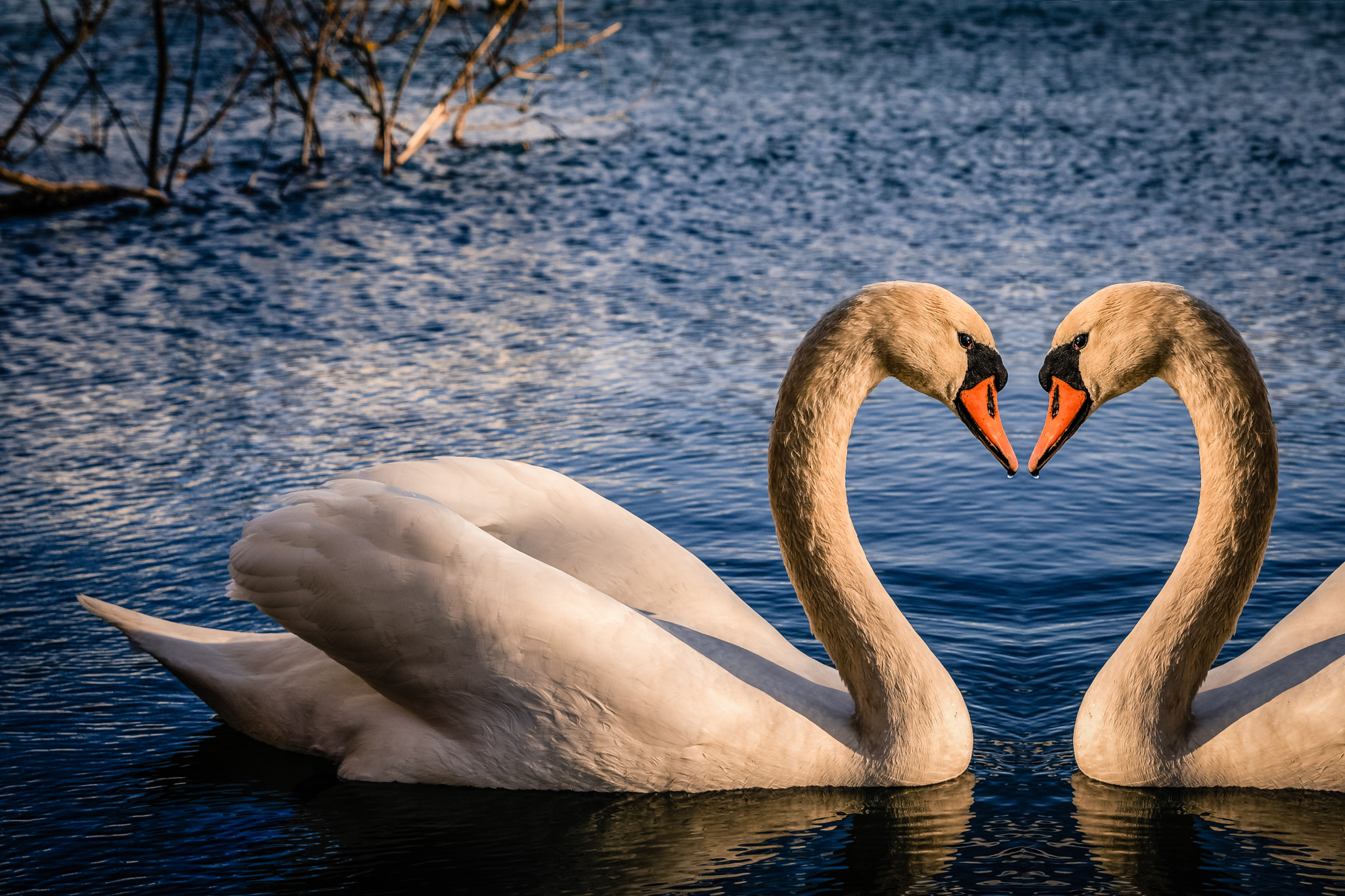 Canon EOS 760D (EOS Rebel T6s / EOS 8000D) + Tamron SP AF 17-50mm F2.8 XR Di II LD Aspherical (IF) sample photo. Swan heart photography