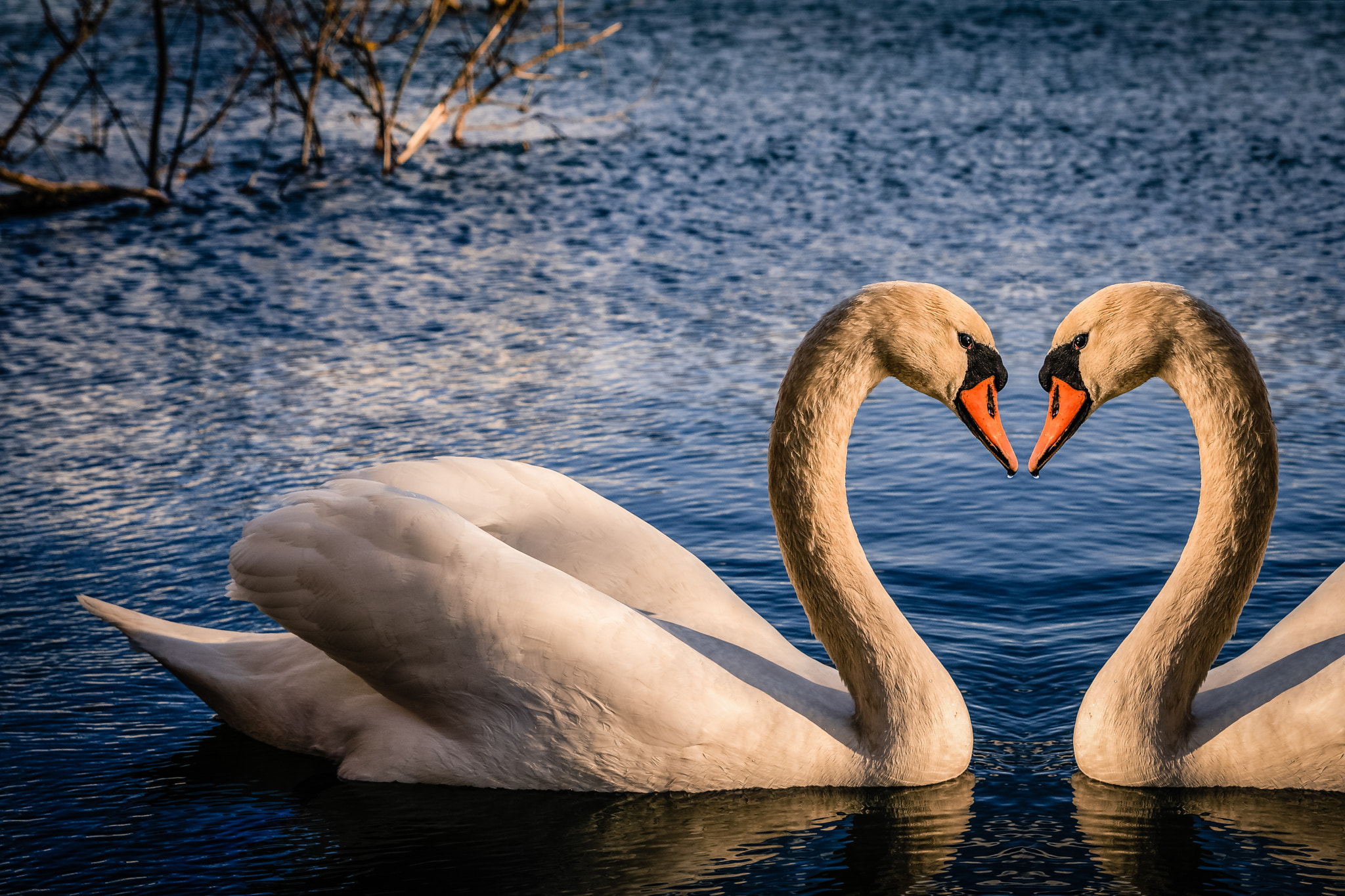 Tamron SP AF 17-50mm F2.8 XR Di II LD Aspherical (IF) sample photo. Swan heart photography