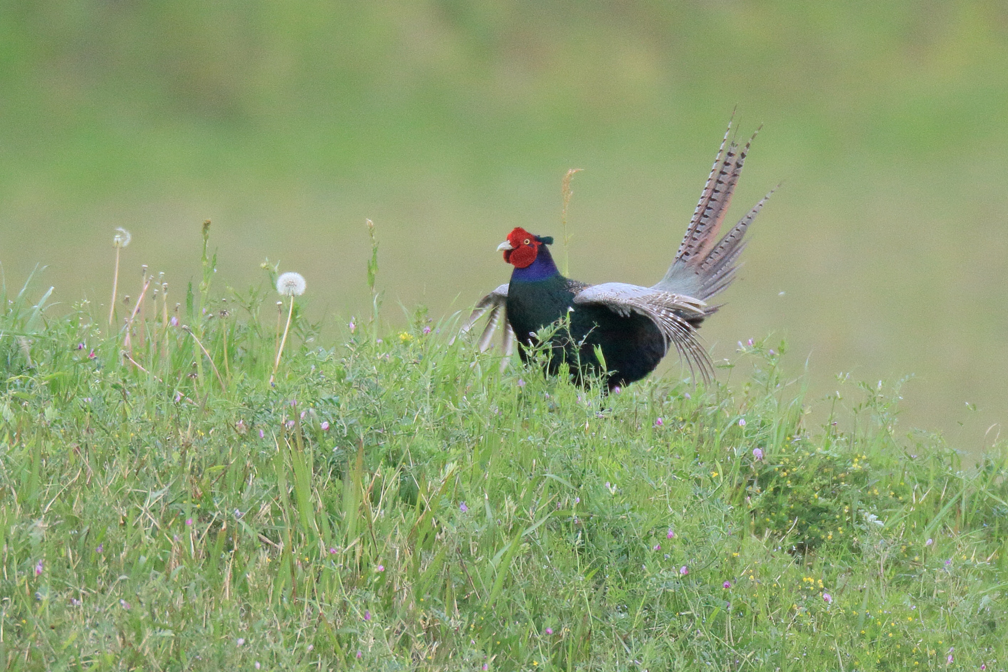Canon EF 800mm F5.6L IS USM sample photo. キジ   ホロ打ち− photography