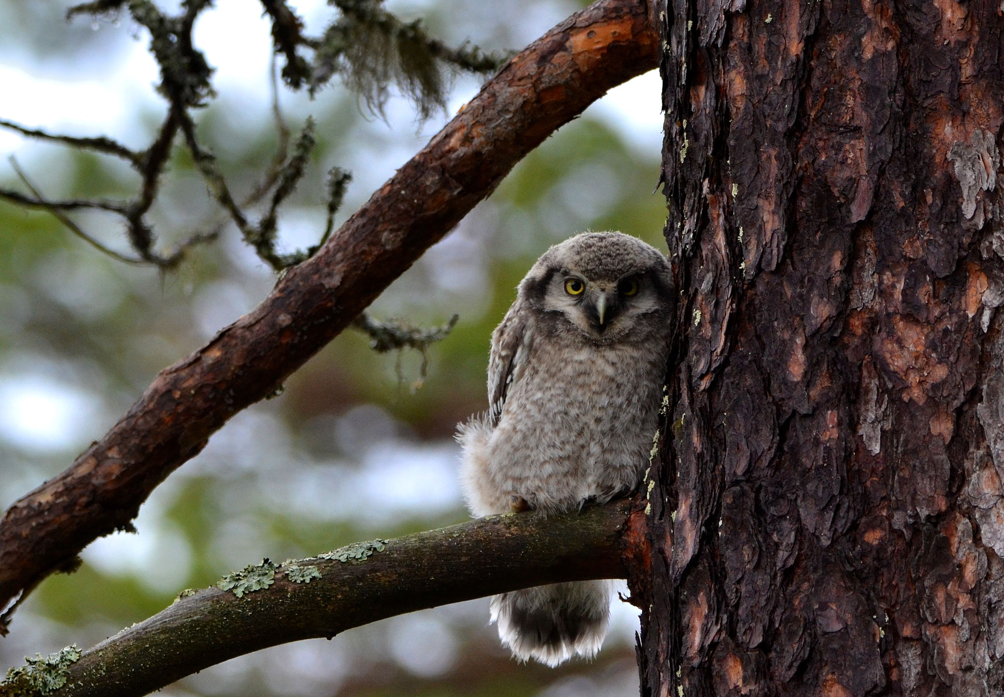 Nikon D3100 sample photo. Hawk owl photography