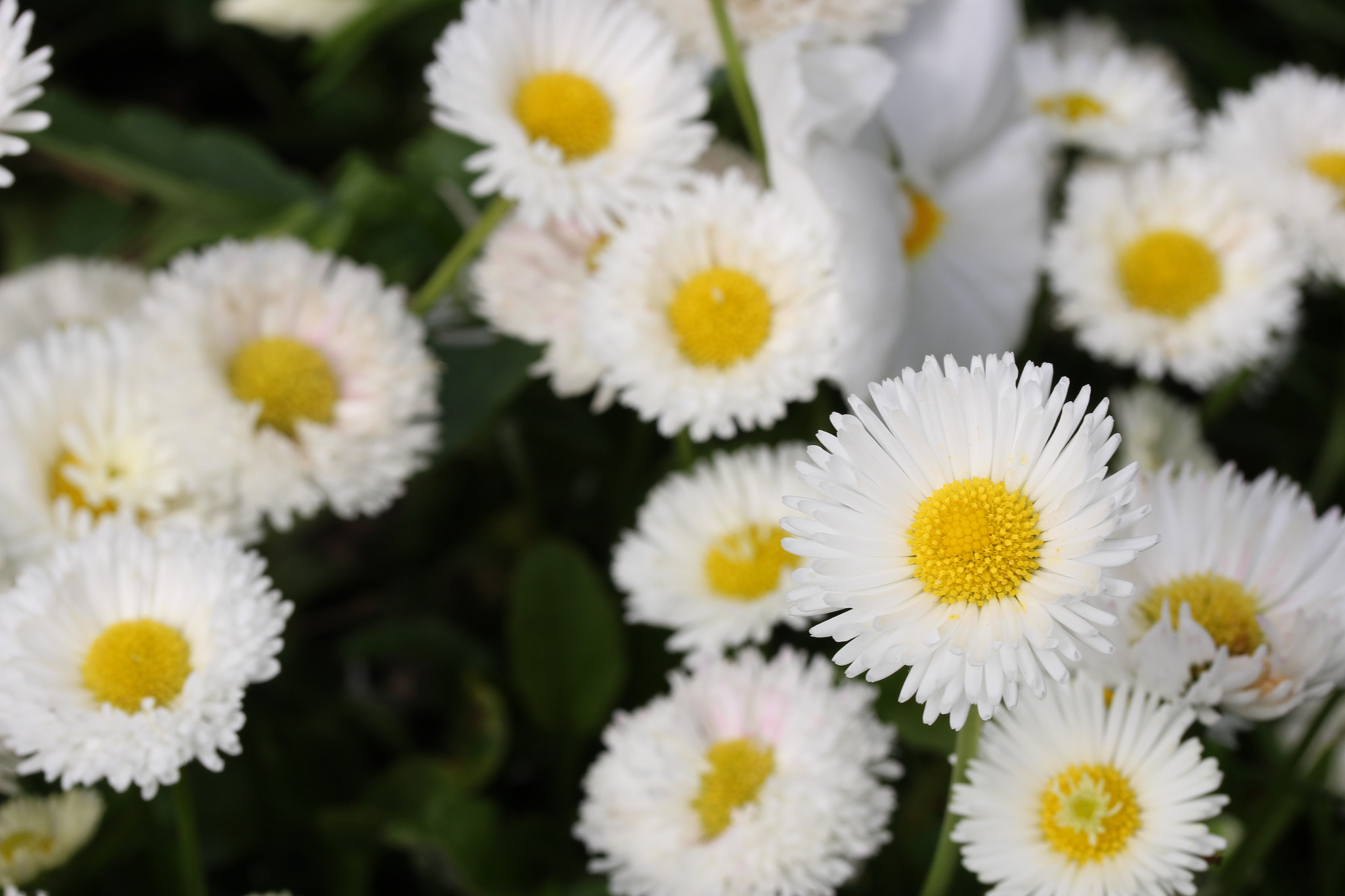 Canon EF-S 60mm F2.8 Macro USM sample photo. Daisy photography