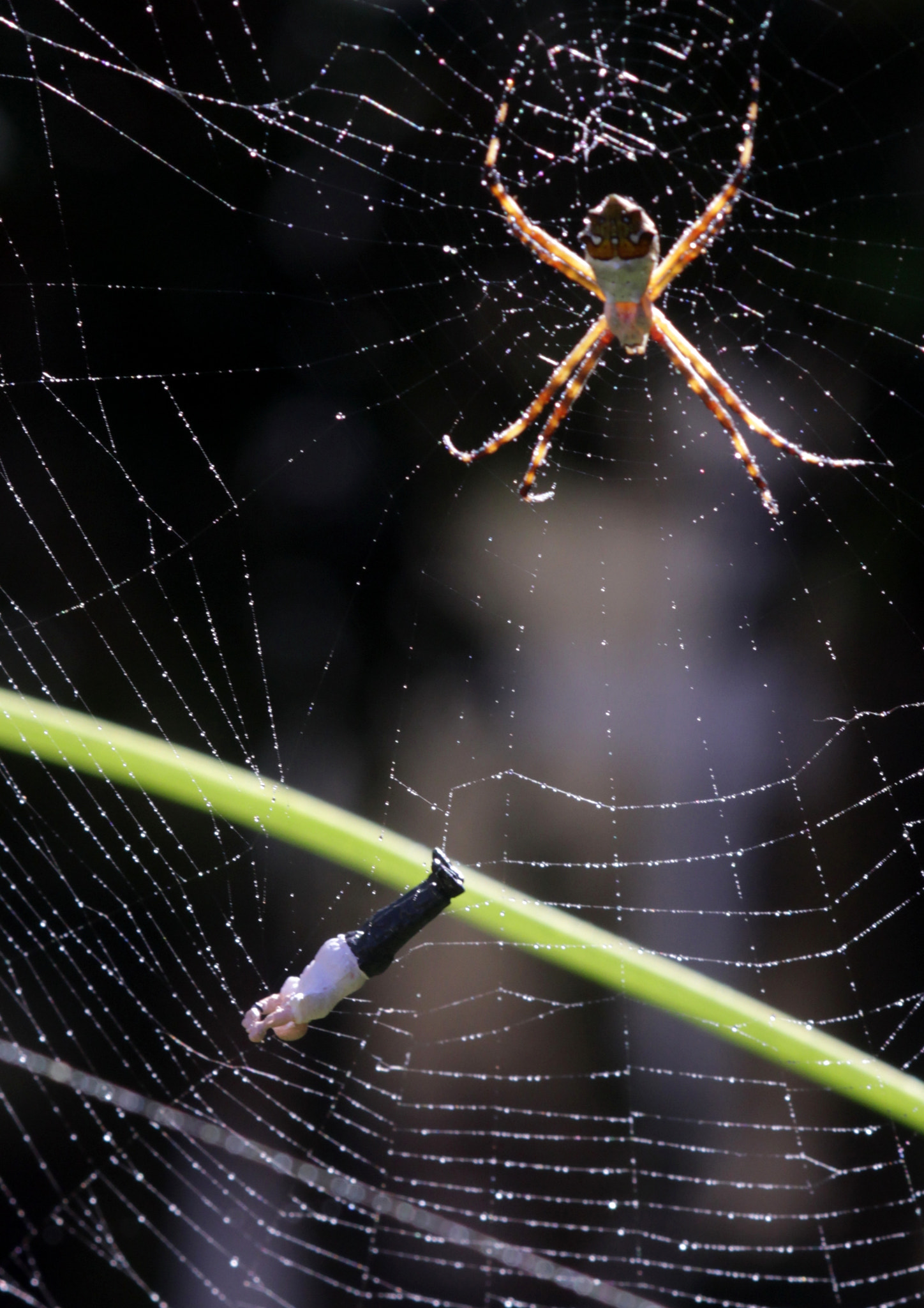 Canon EF 100mm F2.8 Macro USM sample photo. Danger arachnophobe photography