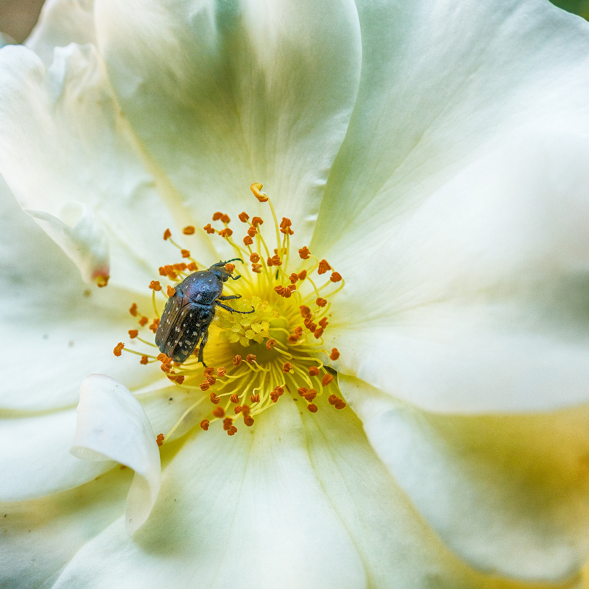 Sony a7R II + Sigma 20mm F1.8 EX DG Aspherical RF sample photo. Bug sur fleur blanche photography