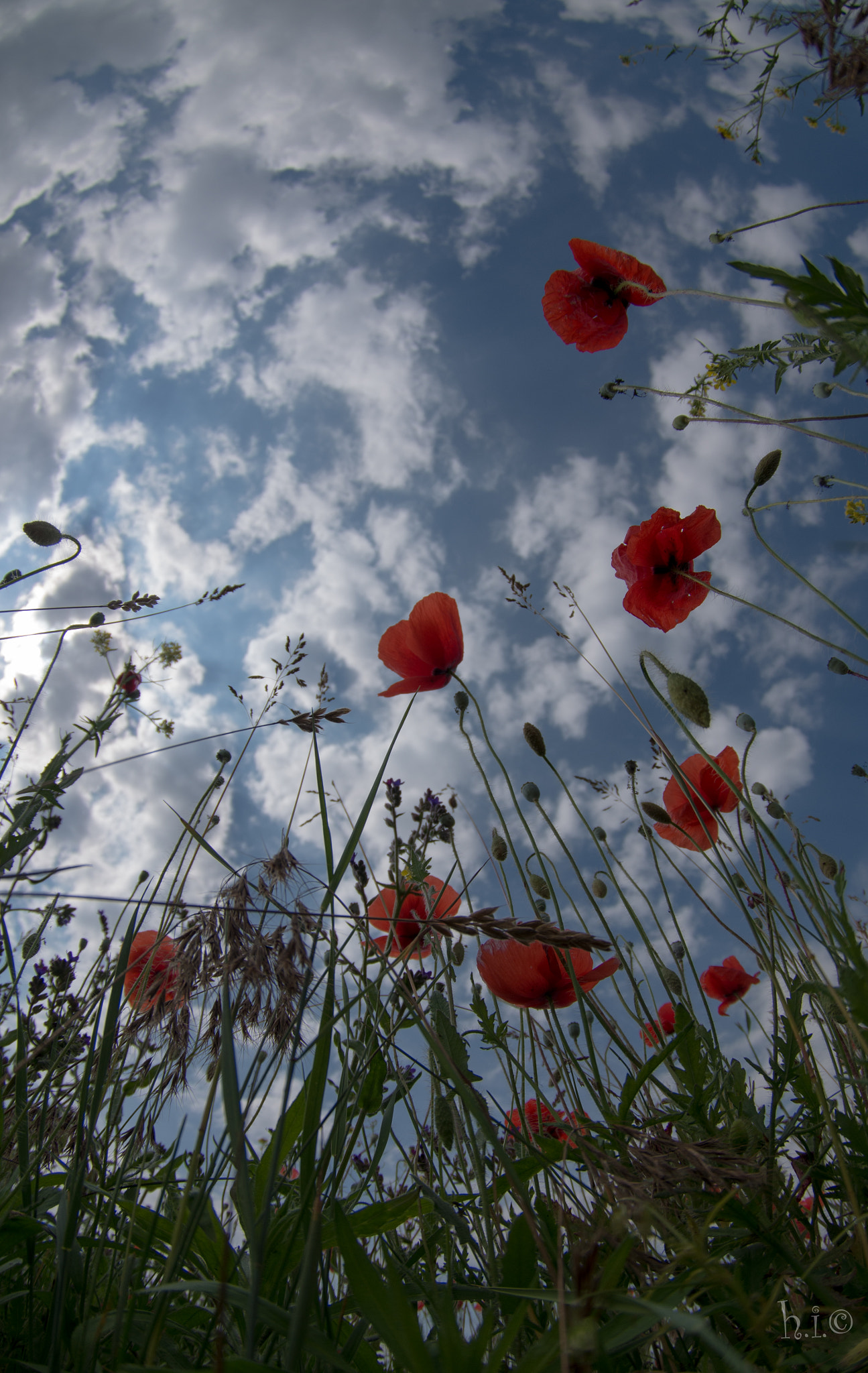 Pentax K-50 sample photo. Poppy3 photography