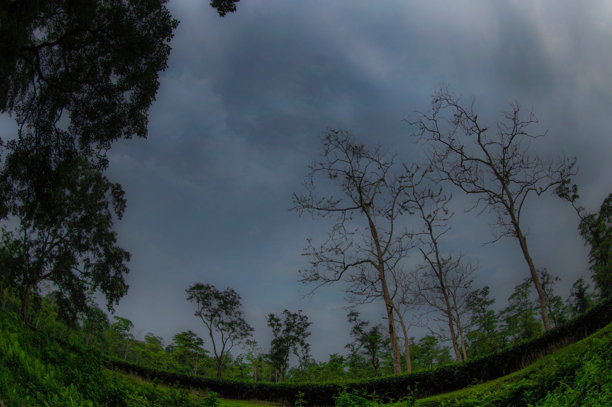 Canon EF 8-15mm F4L Fisheye USM sample photo