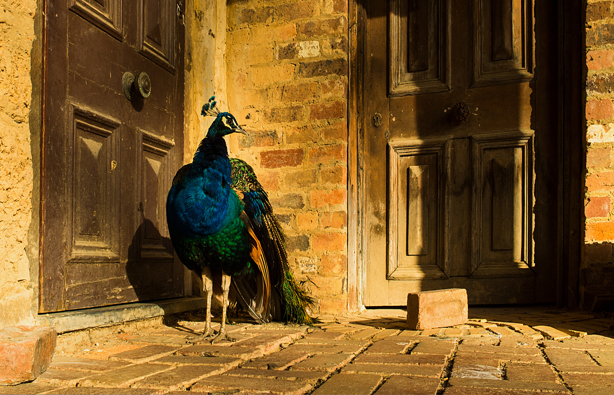 ZEISS Touit 12mm F2.8 sample photo. Peacock photography