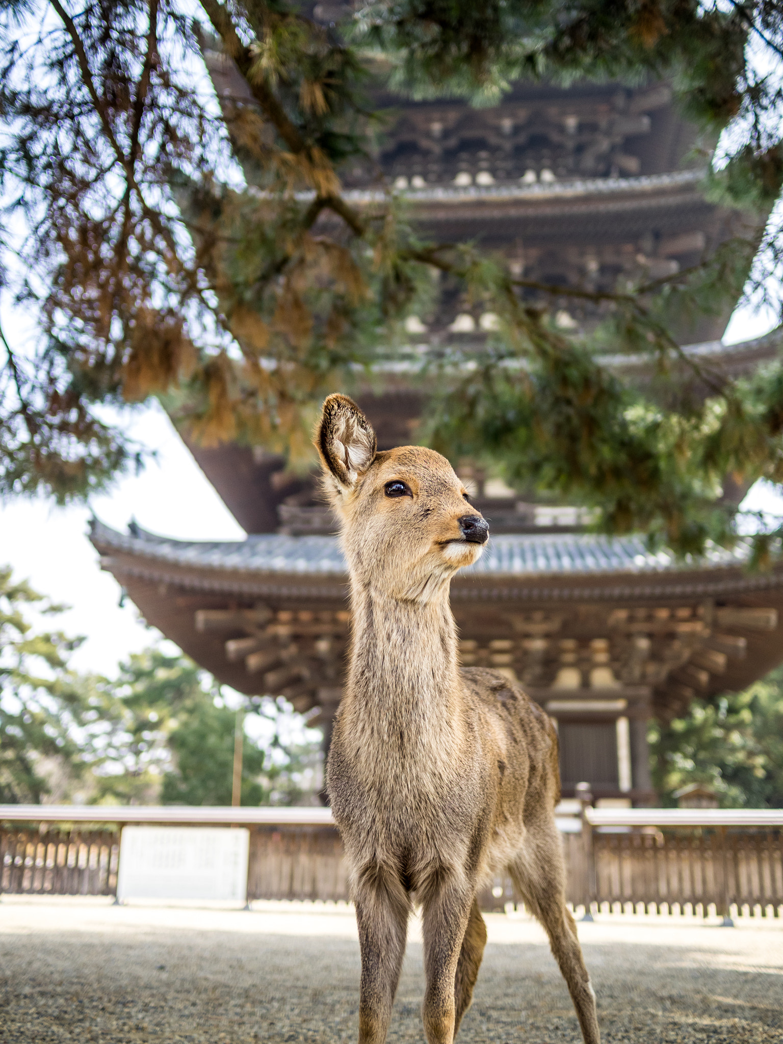 Olympus OM-D E-M1 + Panasonic Lumix G 20mm F1.7 ASPH sample photo. One ear deer photography