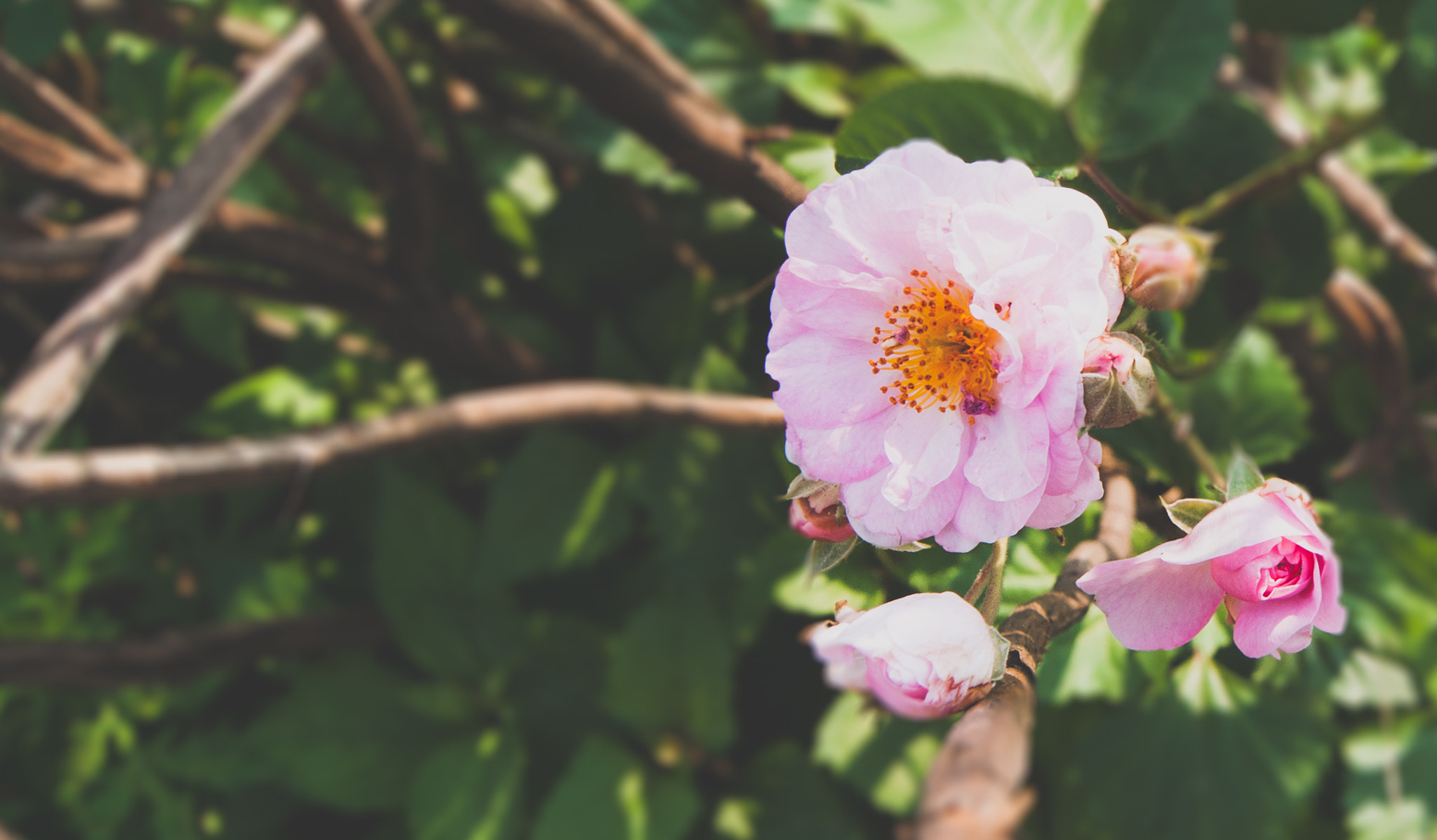 Sony Alpha DSLR-A700 + Sony DT 18-55mm F3.5-5.6 SAM sample photo. Roses from where? photography