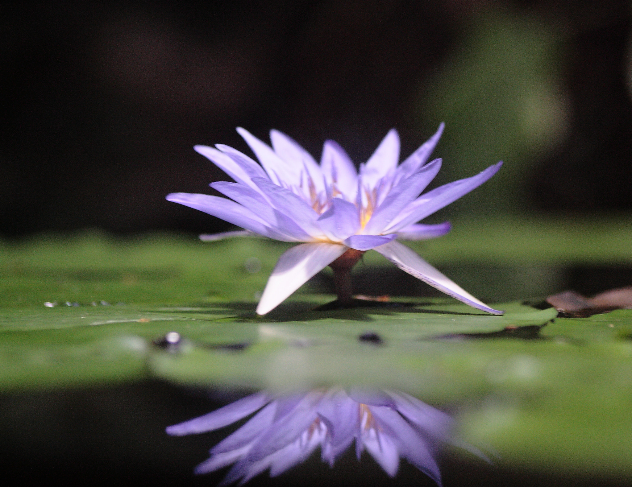 Sigma 70-300mm F4-5.6 APO DG Macro sample photo. Nymphaea photography
