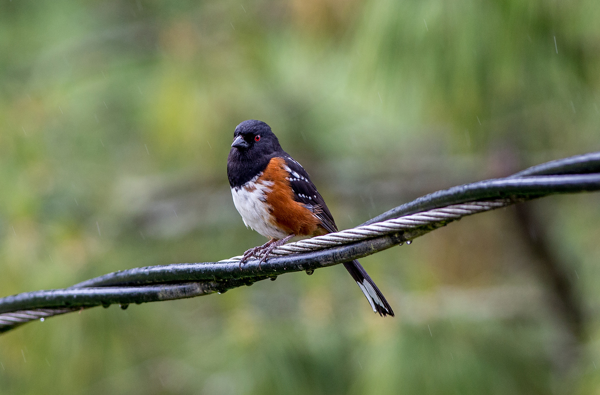 Canon EOS 6D + Canon EF 400mm F5.6L USM sample photo. Stern photography