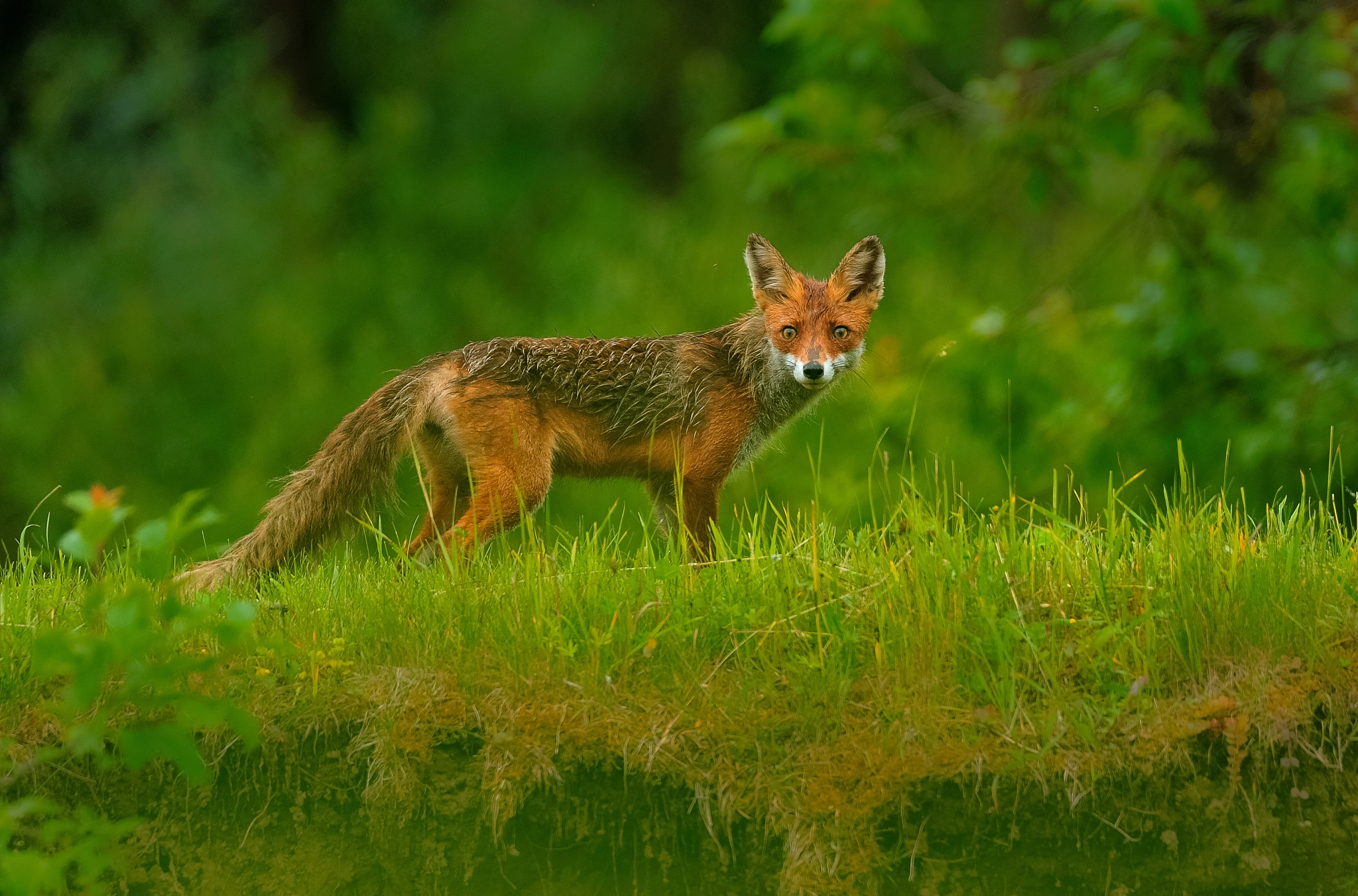 Nikon D3 sample photo. Surprize encounter photography