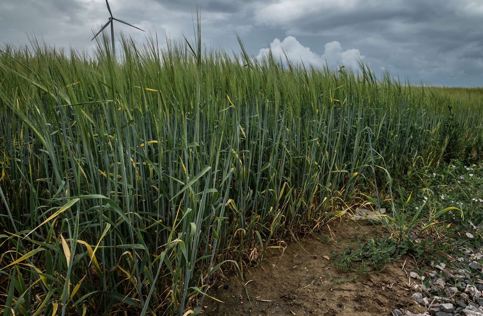 Sony a7 II + Sony DT 16-50mm F2.8 SSM sample photo. Field photography