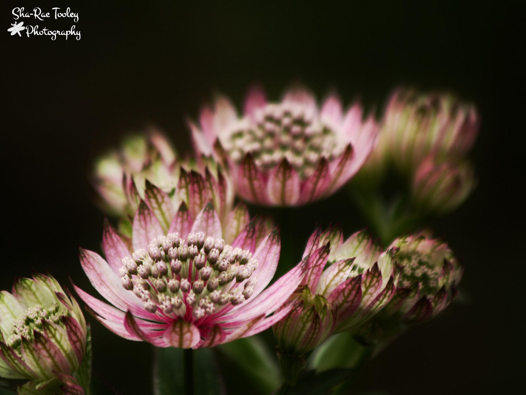 Canon EF 70-300mm F4-5.6 IS USM sample photo