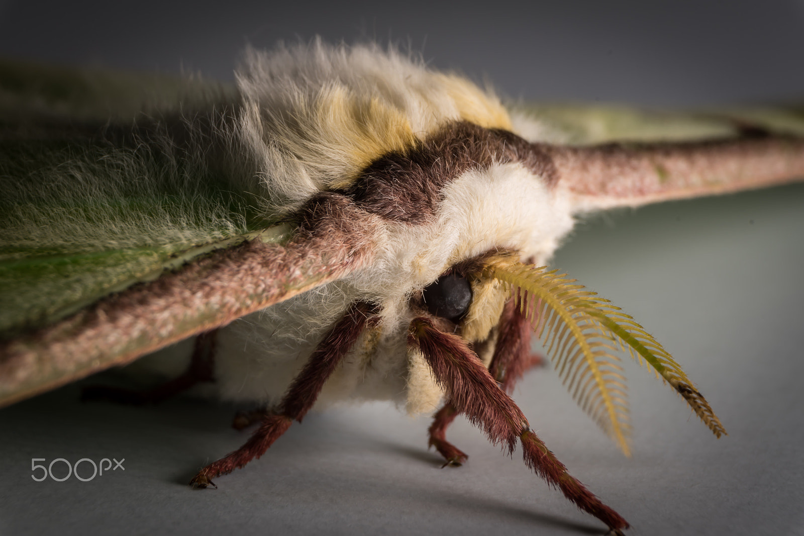 Sony a7R sample photo. Luna moth photography