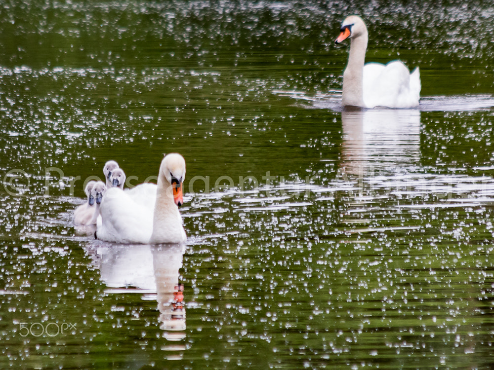 Canon EF 70-300mm F4-5.6 IS USM sample photo. 2016-06-04 schwanenfamilie fulda auen photography