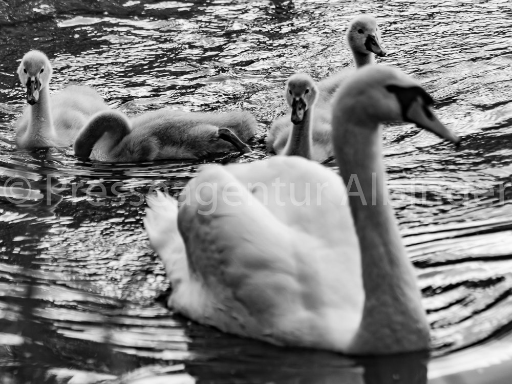 Canon EF 70-300mm F4-5.6 IS USM sample photo. 2016-06-04 schwanenfamilie fulda auen photography