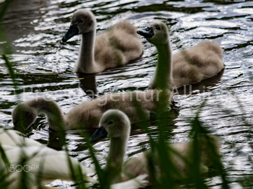 Canon EF 70-300mm F4-5.6 IS USM sample photo. 2016-06-04 schwanenfamilie fulda auen photography