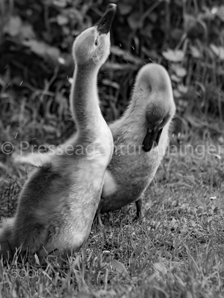 Canon EF 70-300mm F4-5.6 IS USM sample photo. 2016-06-04 schwanenfamilie fulda auen photography