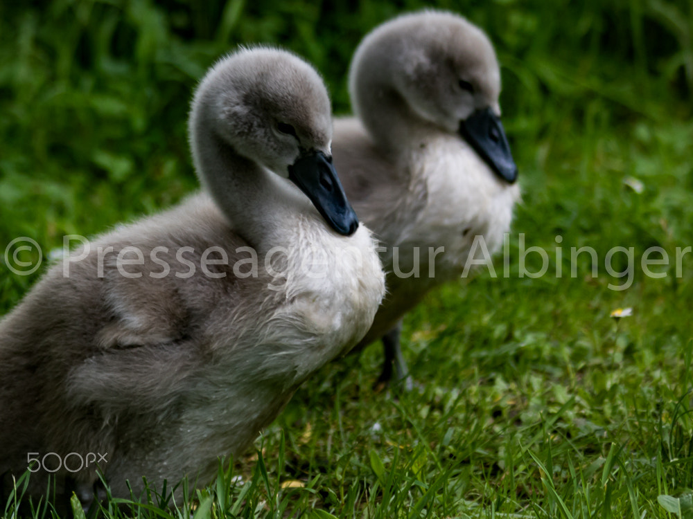 Canon EF 70-300mm F4-5.6 IS USM sample photo. 2016-06-04 schwanenfamilie fulda auen photography