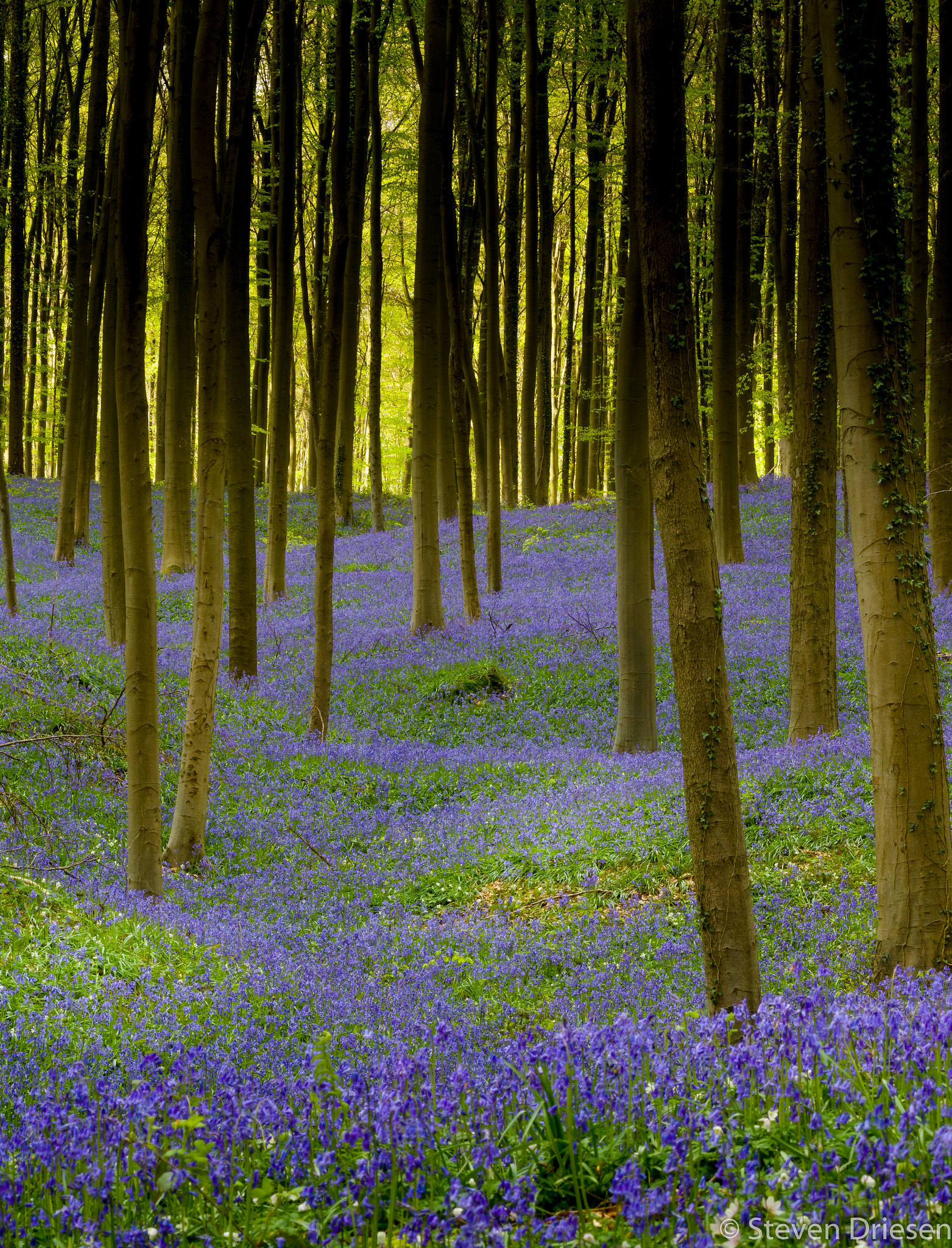 Sony 75-300mm F4.5-5.6 sample photo. Fairytale forest photography